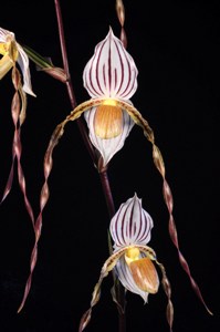 Paphiopedilum Mount Toro Steve Brodie AM/AOS 82 pts.